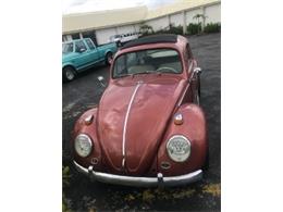 1964 Volkswagen Beetle (CC-1110996) for sale in Miami, Florida
