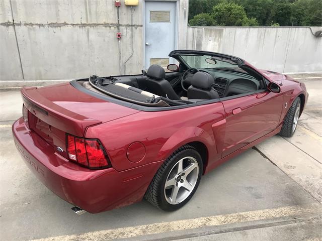2003 Ford Mustang SVT Cobra (CC-1237254) for sale in Bridgewater, New Jersey
