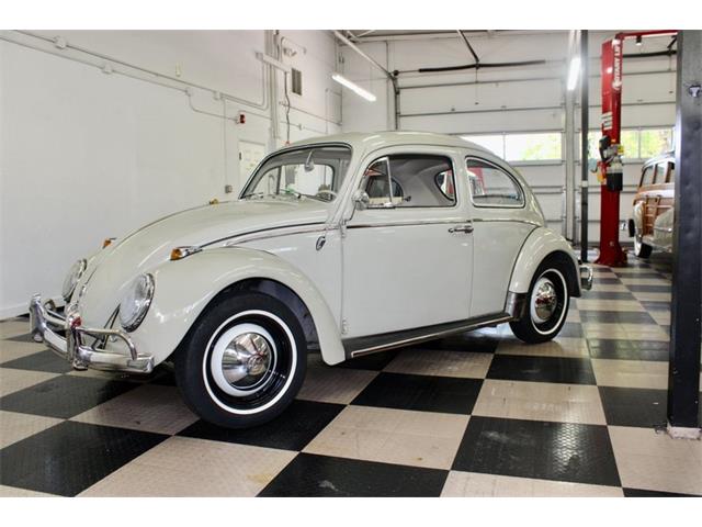 1964 Volkswagen Beetle (CC-1491556) for sale in Sarasota, Florida