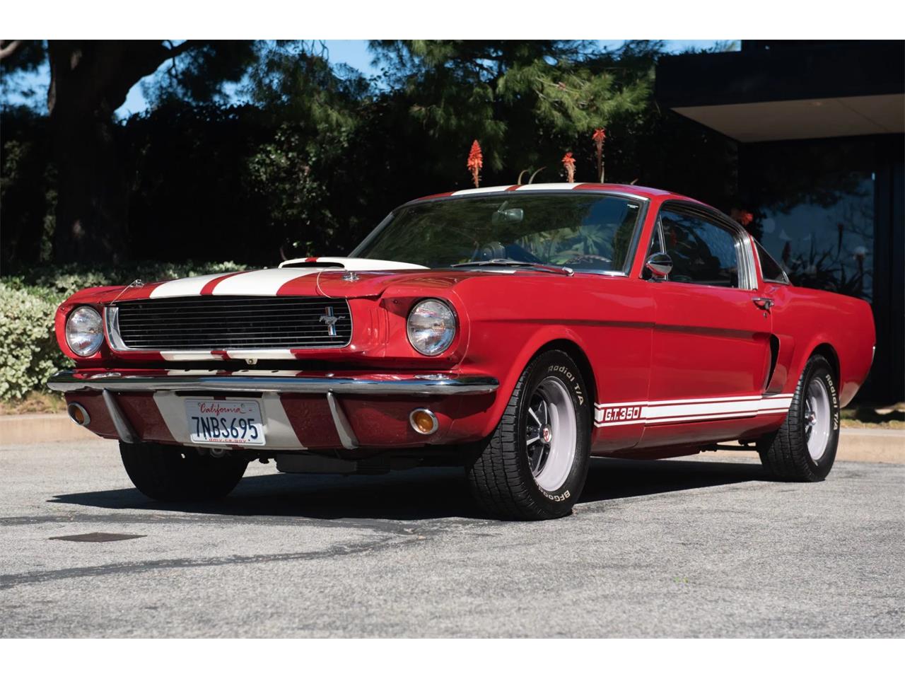 1966 Shelby GT350 for Sale | ClassicCars.com | CC-1516244