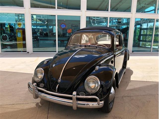 1961 Volkswagen Beetle (CC-1603760) for sale in Palmetto, Florida