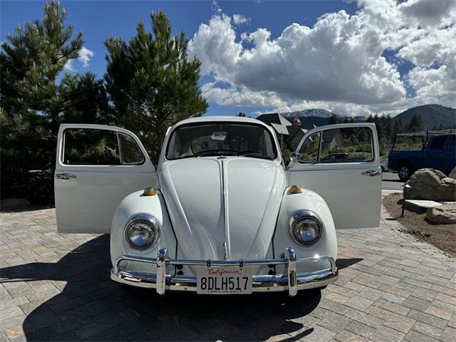 1967 Volkswagen Beetle (CC-1787926) for sale in Reno, Nevada