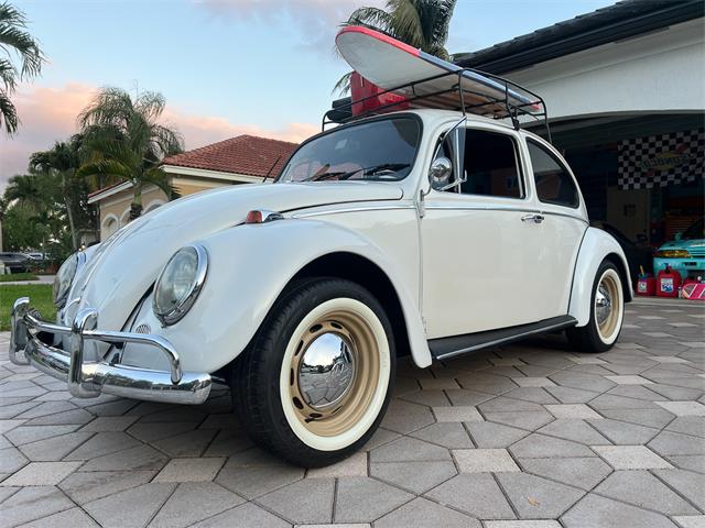 1965 Volkswagen Beetle (CC-1830471) for sale in Miami, Florida