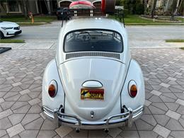 1965 Volkswagen Beetle (CC-1830471) for sale in Miami, Florida