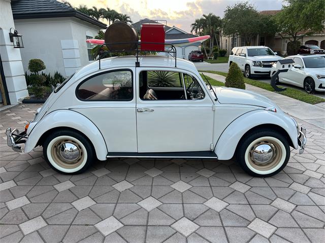 1965 Volkswagen Beetle (CC-1830471) for sale in Miami, Florida