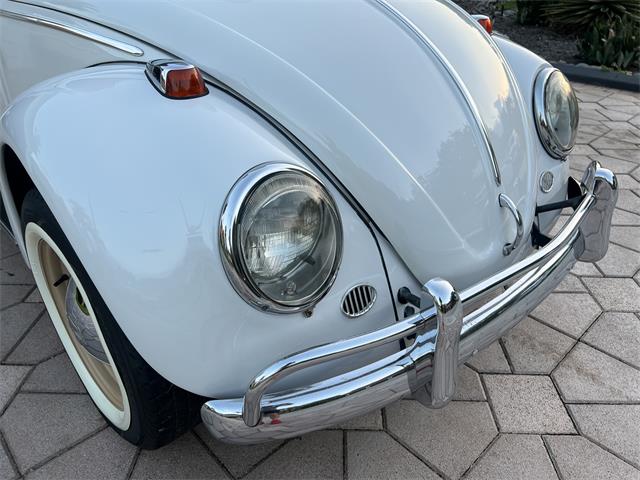1965 Volkswagen Beetle (CC-1830471) for sale in Miami, Florida