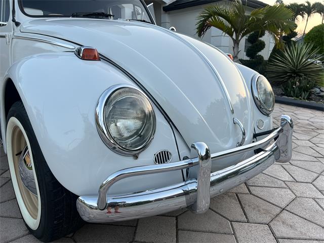 1965 Volkswagen Beetle (CC-1830471) for sale in Miami, Florida