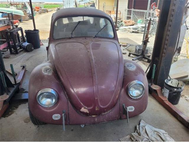 1969 Volkswagen Beetle (CC-1922660) for sale in Cadillac, Michigan