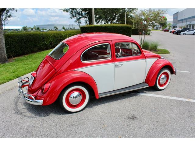 1964 Volkswagen Beetle (CC-1979379) for sale in Sarasota, Florida