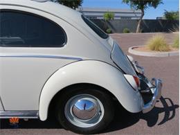 1962 Volkswagen Beetle (CC-2030339) for sale in Mesa, Arizona