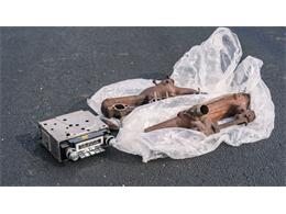 1980 Chevrolet Camaro Z28 (CC-2061211) for sale in Elkhart, Indiana