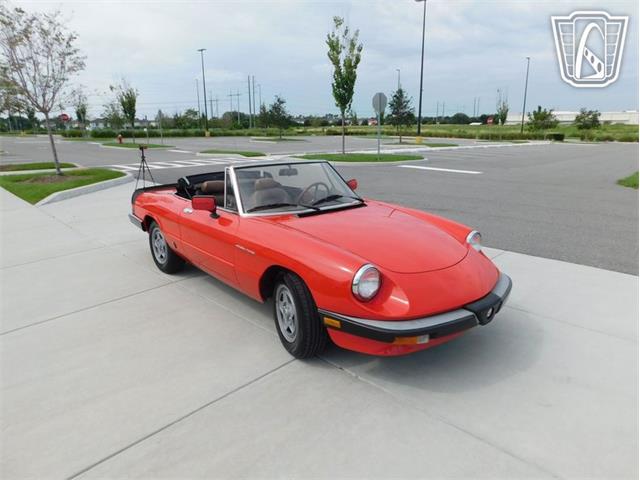 1984 Alfa Romeo 2000 Spider Veloce (CC-2065486) for sale in Ruskin, Florida