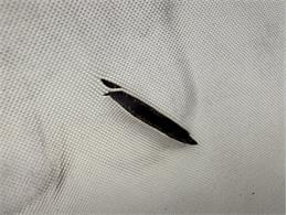 1968 Ford Mustang (CC-2067352) for sale in Morgantown, Pennsylvania