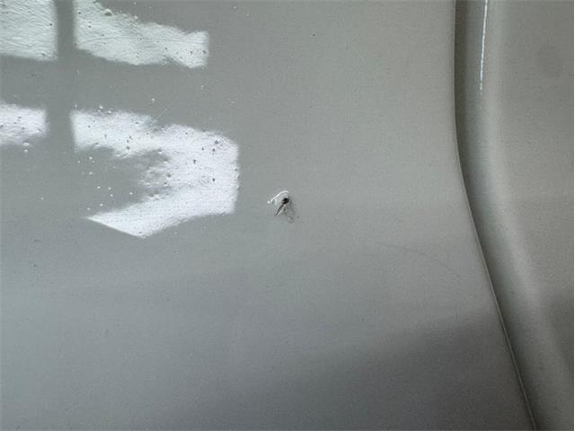 1988 Pontiac Firebird (CC-2067356) for sale in Morgantown, Pennsylvania