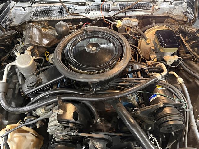 1981 Chevrolet Camaro Z28 (CC-2073793) for sale in Watford, Ontario
