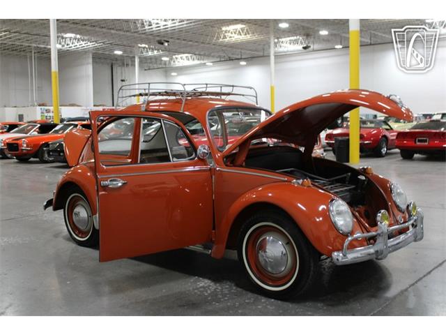 1965 Volkswagen Beetle (CC-2070657) for sale in Las Vegas, Nevada