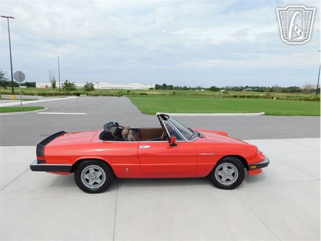 1984 Alfa Romeo Spider Veloce (CC-2081551) for sale in Ruskin, Florida