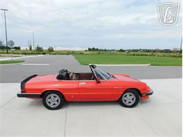 1984 Alfa Romeo Spider Veloce (CC-2081551) for sale in Ruskin, Florida
