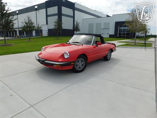 1984 Alfa Romeo Spider Veloce (CC-2081551) for sale in Ruskin, Florida