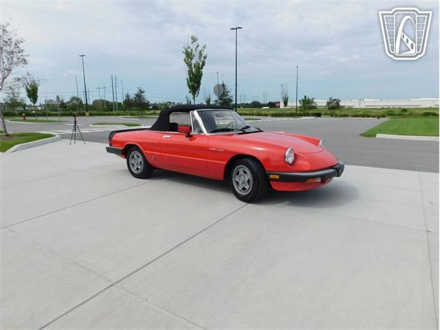 1984 Alfa Romeo Spider Veloce (CC-2081551) for sale in Ruskin, Florida