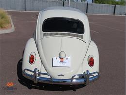 1962 Volkswagen Beetle (CC-2087618) for sale in Mesa, Arizona
