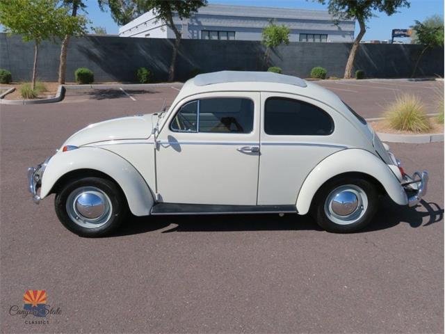 1962 Volkswagen Beetle (CC-2087618) for sale in Mesa, Arizona