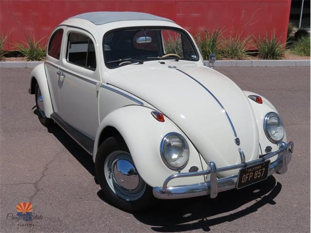 1962 Volkswagen Beetle (CC-2087618) for sale in Mesa, Arizona