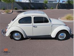 1962 Volkswagen Beetle (CC-2087618) for sale in Mesa, Arizona
