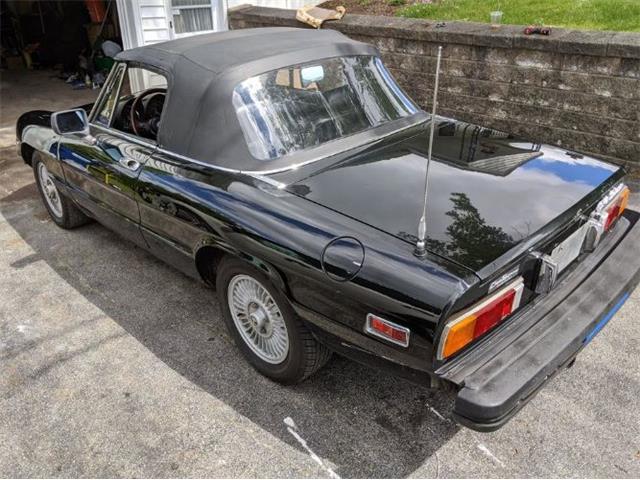 1981 Alfa Romeo Spider Veloce (CC-2112987) for sale in Cadillac, Michigan