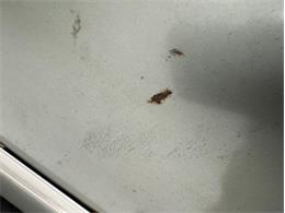 1957 Oldsmobile 98 (CC-2116764) for sale in Morgantown, Pennsylvania