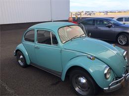 1967 Volkswagen Beetle (CC-776466) for sale in DENVER, Colorado