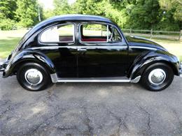 1955 Volkswagen Beetle (CC-885286) for sale in Owls Head, Maine