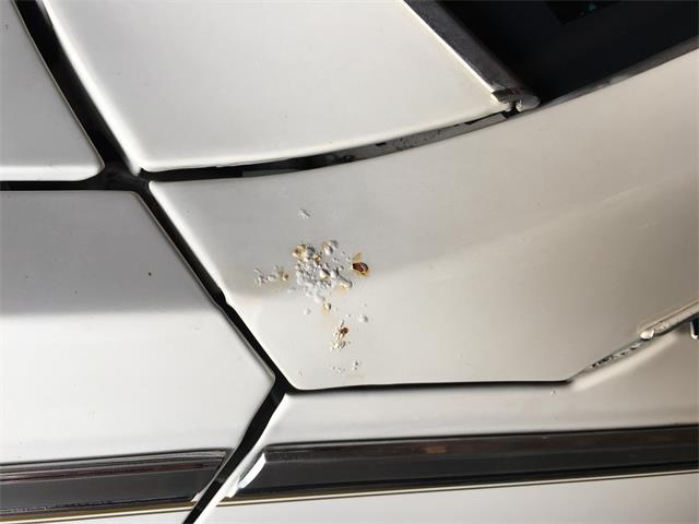 1985 Cadillac Seville (CC-988457) for sale in Chicago, Illinois